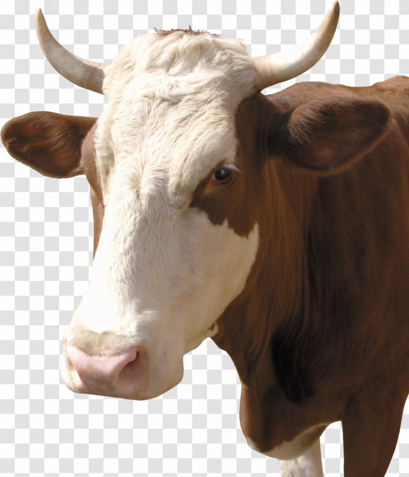 Taurine Cattle Calf Dairy Clip Art - Livestock - Bull Transparent PNG