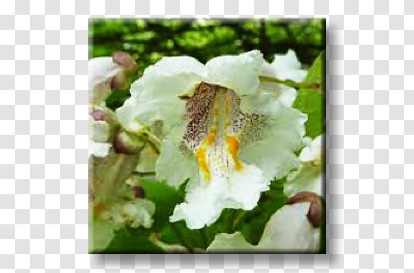 Rayska Gradina London Plane Sweetgum Southern Catalpa Tree - Flower Transparent PNG