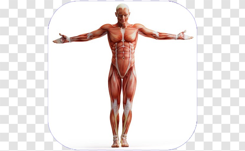 Human Body Anatomy Muscle Homo Sapiens Muscular System - Flower - Arm  Transparent PNG