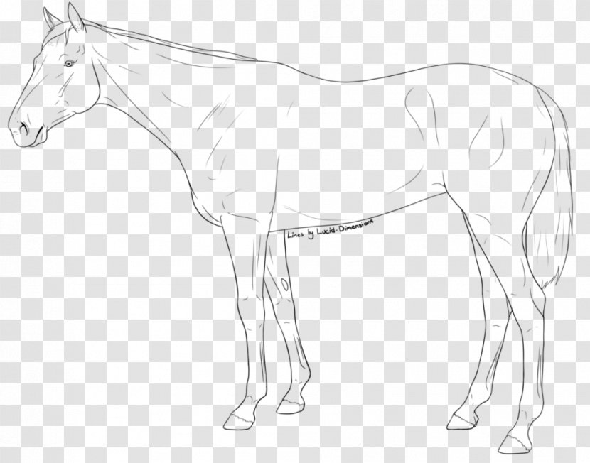 Mule Foal Halter Stallion Colt - Artwork - Mustang Transparent PNG