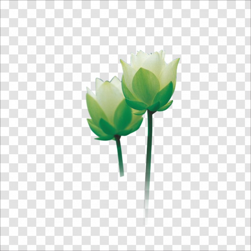 Nelumbo Nucifera Download - Plant Stem - Lotus Transparent PNG