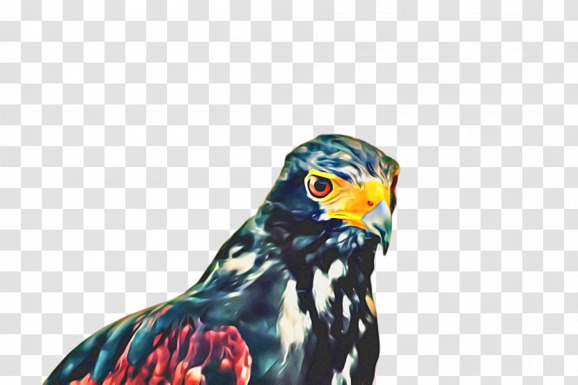 Cartoon Bird - Of Prey - Accipitriformes Wildlife Transparent PNG