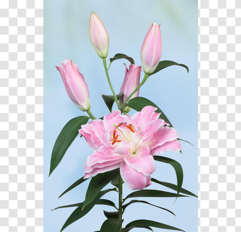 Floral Design Cut Flowers Pink M Petal - Lily Transparent PNG
