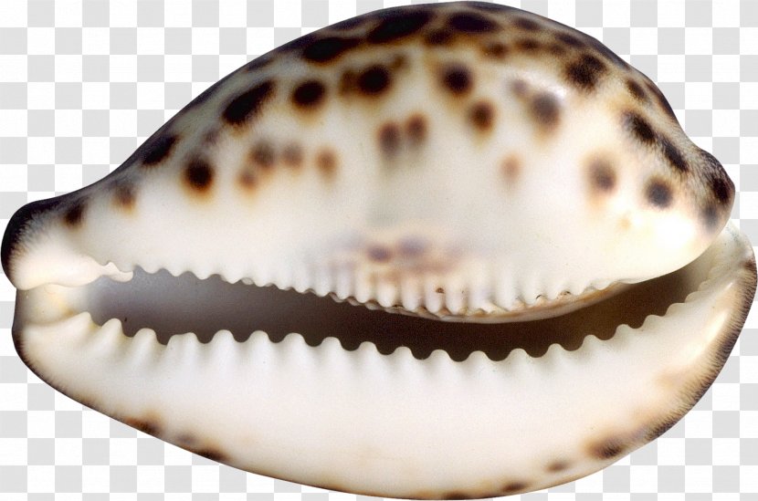 Cockle Seashell Conchology Sea Snail - Shells Transparent PNG