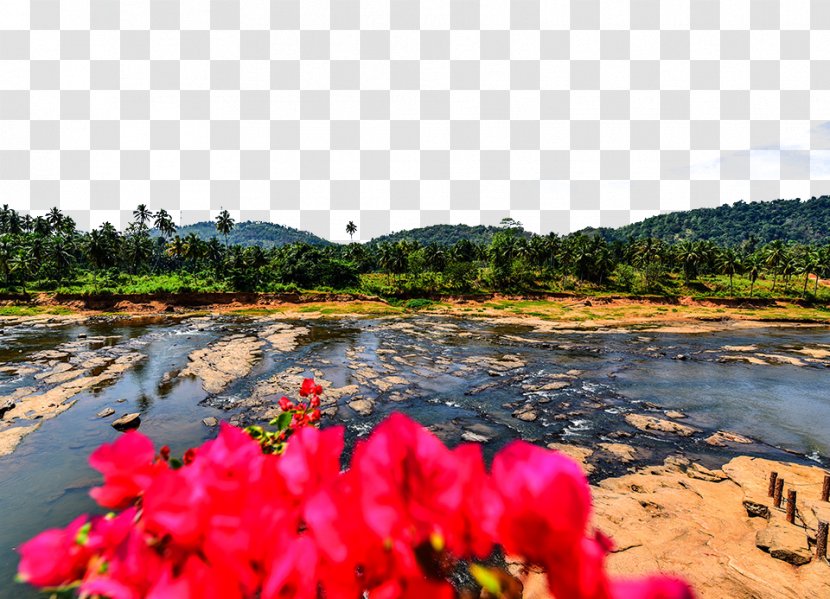 Sri Lanka - Wildflower - View Photos Transparent PNG