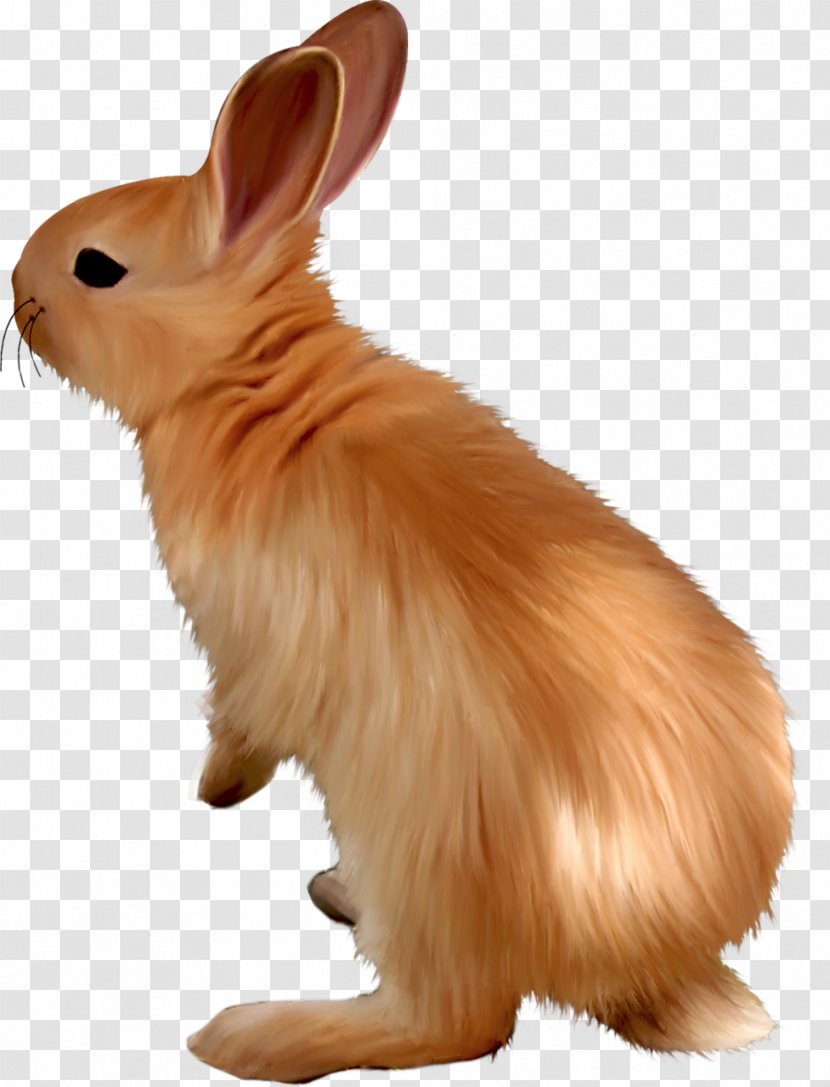 Domestic Rabbit Hare Dog Whiskers Mammal - Oven Transparent PNG