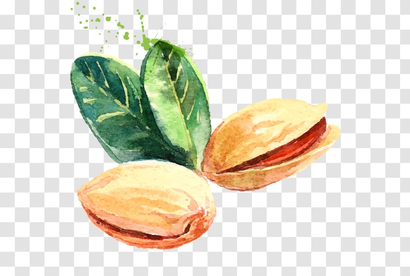 Pistachio Watercolor Painting Drawing - Vegetarian Food Transparent PNG