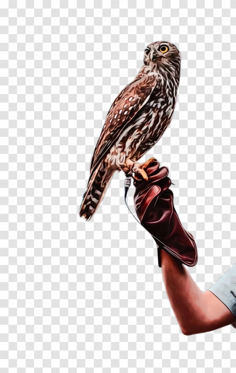 Bird Falcon Sharp Shinned Hawk Kite Peregrine - Falconiformes Red Shouldered Transparent PNG