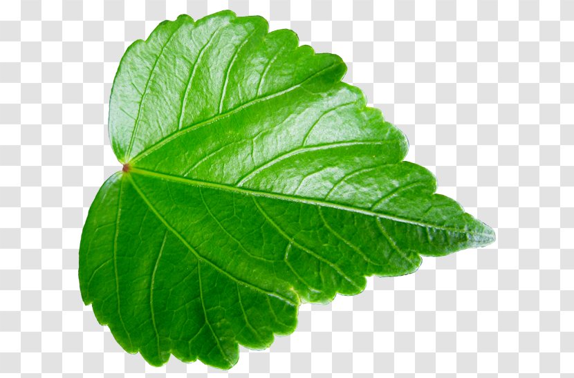 Leaf Vegetable ハイビスカス Herb Asakawa - Spring Greens - Web Ui Transparent PNG