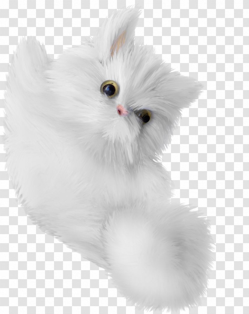 Turkish Angora Kitten Whiskers Domestic Long-haired Cat White - Paw - Lifelike Painted Transparent PNG