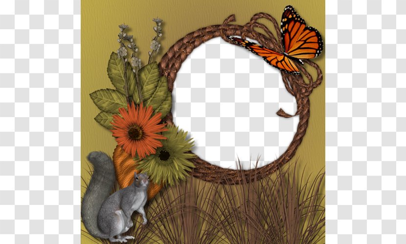 Picture Frame Squirrel! FREE Photography - Department Of Animal Deep Forest Material Transparent PNG