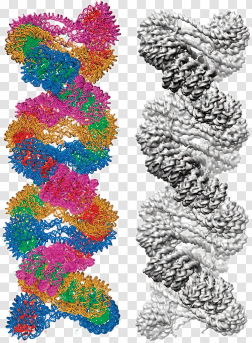 Chromatin Nucleic Acid Double Helix Cryogenic Electron Microscopy Microscope Chromosome - Biophysics - Science Transparent PNG