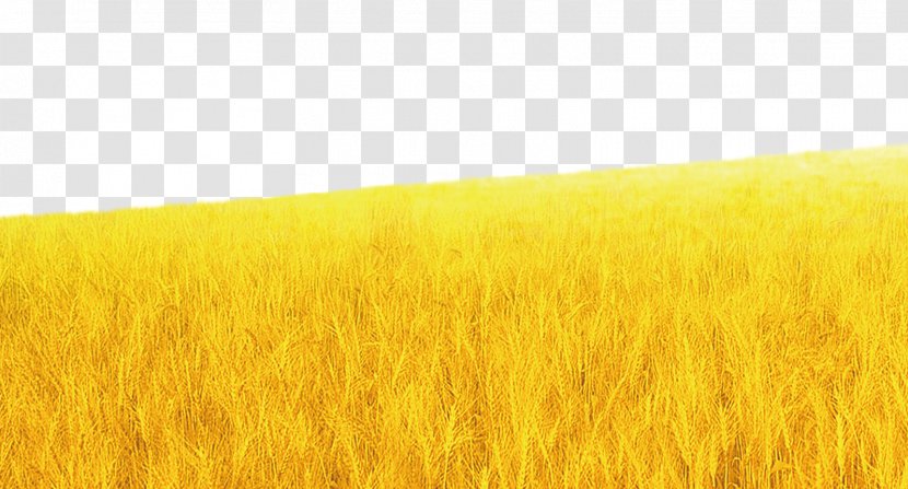 Barley Wheat Harvest Grassland Rye - Background Material Transparent PNG