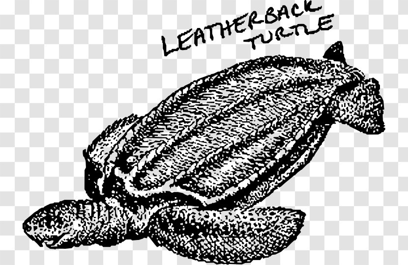 Loggerhead Sea Turtle Leatherback Tortoise Clip Art - Invertebrate Transparent PNG