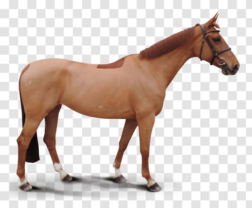 Mare Mustang Stallion Rein Halter - Horse Stable Transparent PNG