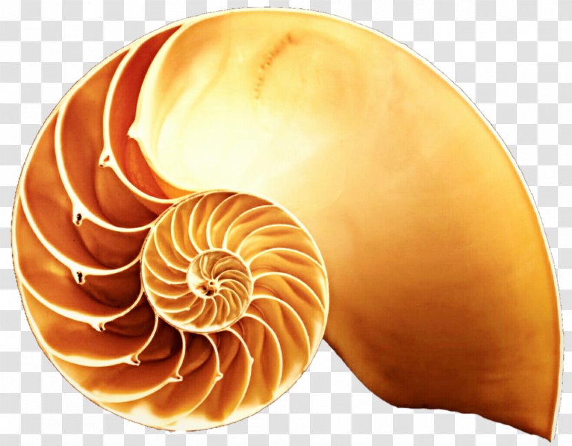 Gastropod Shell Snail Seashell Stock Photography Clip Art - Sea Transparent PNG