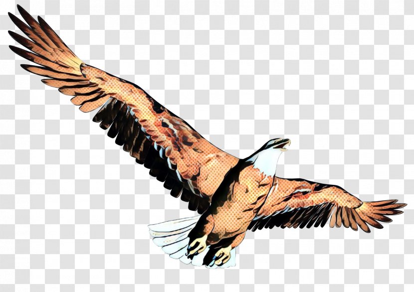 Sam Wilson - Sea Eagle Egyptian Vulture Transparent PNG