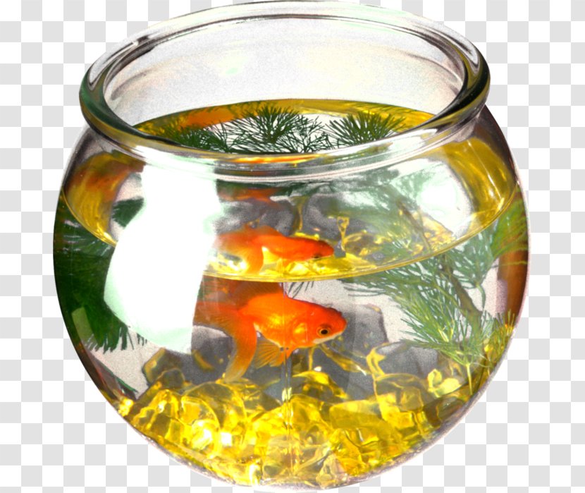 Goldfish - Archive File - Fish Transparent PNG