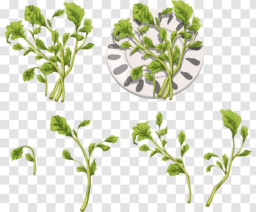 Herb Leaf Vegetable DepositFiles IFolder Clip Art - Branch - Vegetables Alphabet Transparent PNG