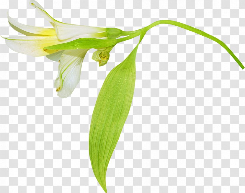 Flower Lilium - Plant - White Flowers Transparent PNG