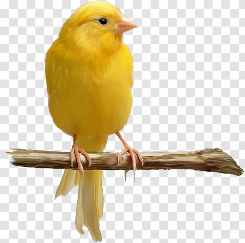 Domestic Canary Bird Yellow Color - Royaltyfree Transparent PNG