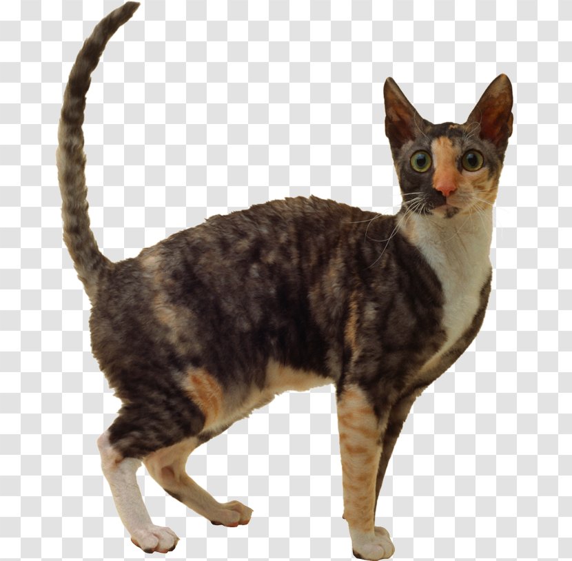 Domestic Short-haired Cat American Wirehair Devon Rex British Shorthair Persian - Asian - Kitten Transparent PNG