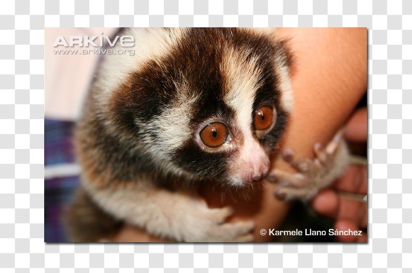 New World Monkeys Lemurs Google Maps Pygmy Slow Loris Transparent PNG