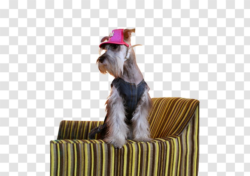 Miniature Schnauzer Dog Breed Advertising Agency Marketing Transparent PNG