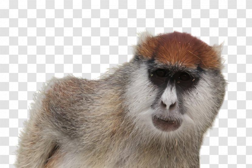 Old World Monkey Patas Transparent PNG