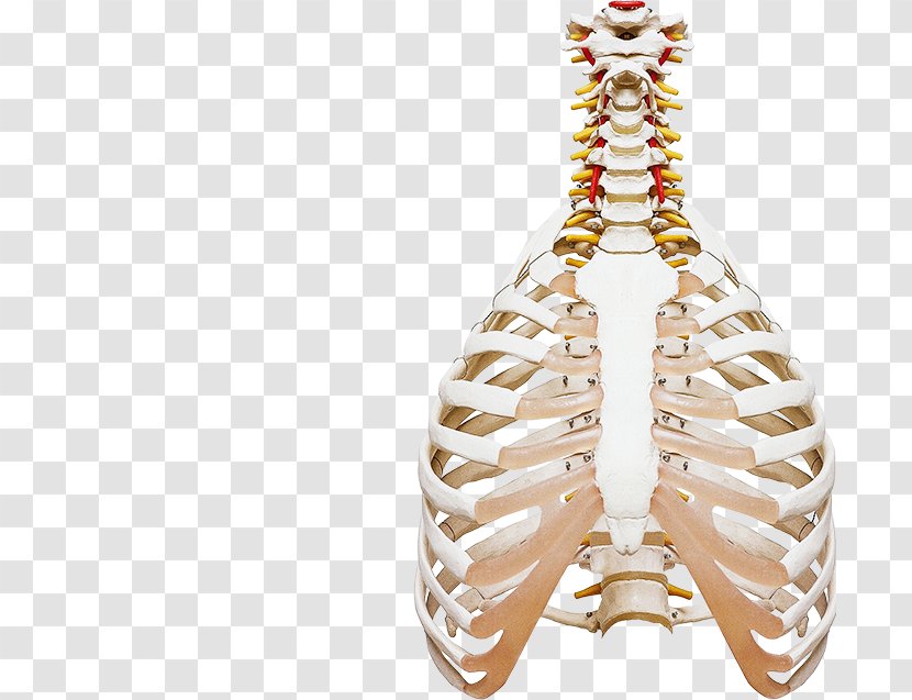Health Medicine Human Body Physician Chiropractic - Science Transparent PNG
