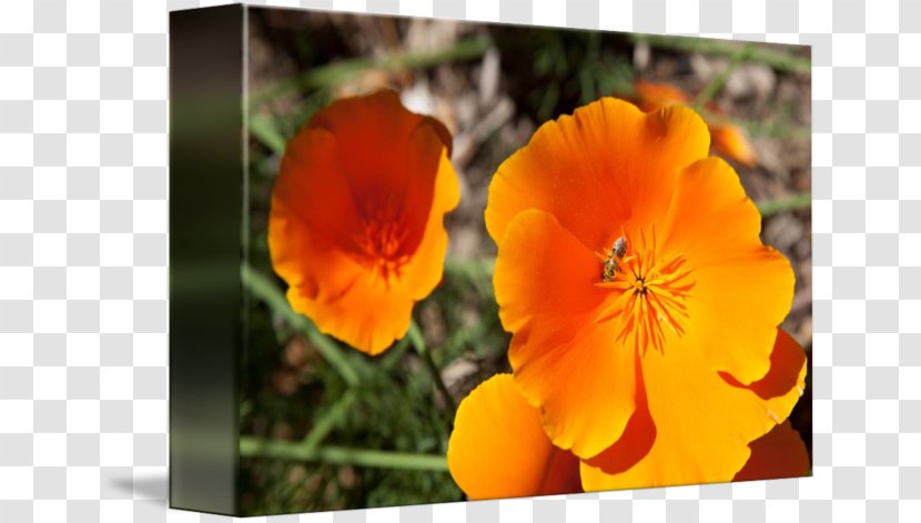 California Poppy Wildflower Annual Plant Violet - Flowering Transparent PNG
