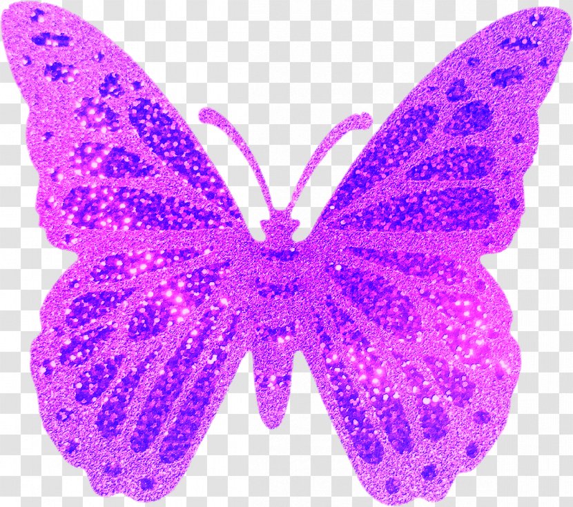 Butterflies And Moths Briante Dream Transparent PNG