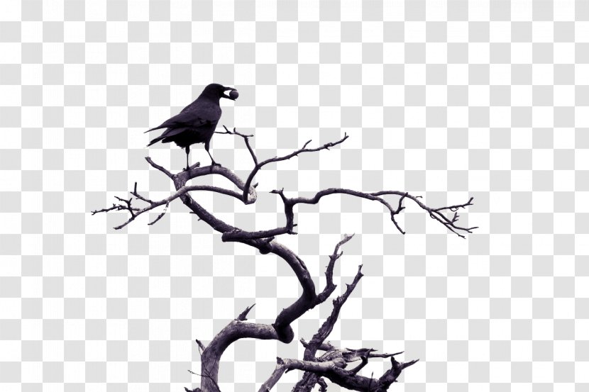 Bird Love Pixabay Illustration - Branch - Black Birds Transparent PNG