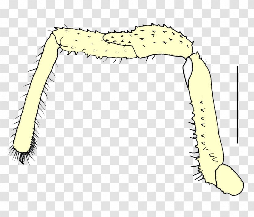 Worm Line Angle Jaw Clip Art - Ana Transparent PNG