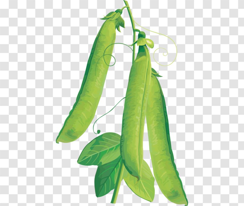 Pea Vegetable Fruit Legume - Plant Stem - Beans Vejitble Transparent PNG