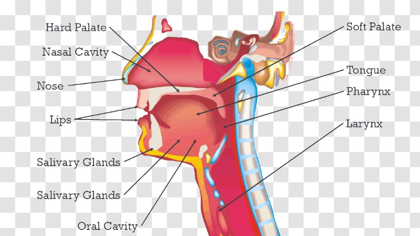 Ear Human Behavior Mouth Organism - Cartoon Transparent PNG