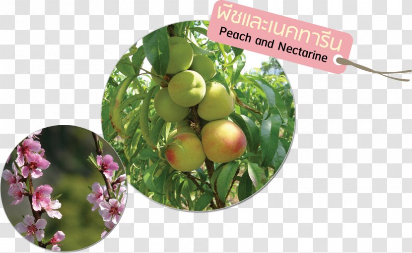 Fruit Vegetable Nectarine สถาบันวิจัยและพัฒนาพื้นที่สูง (องค์การมหาชน) Food - Superfood - Peach Transparent PNG