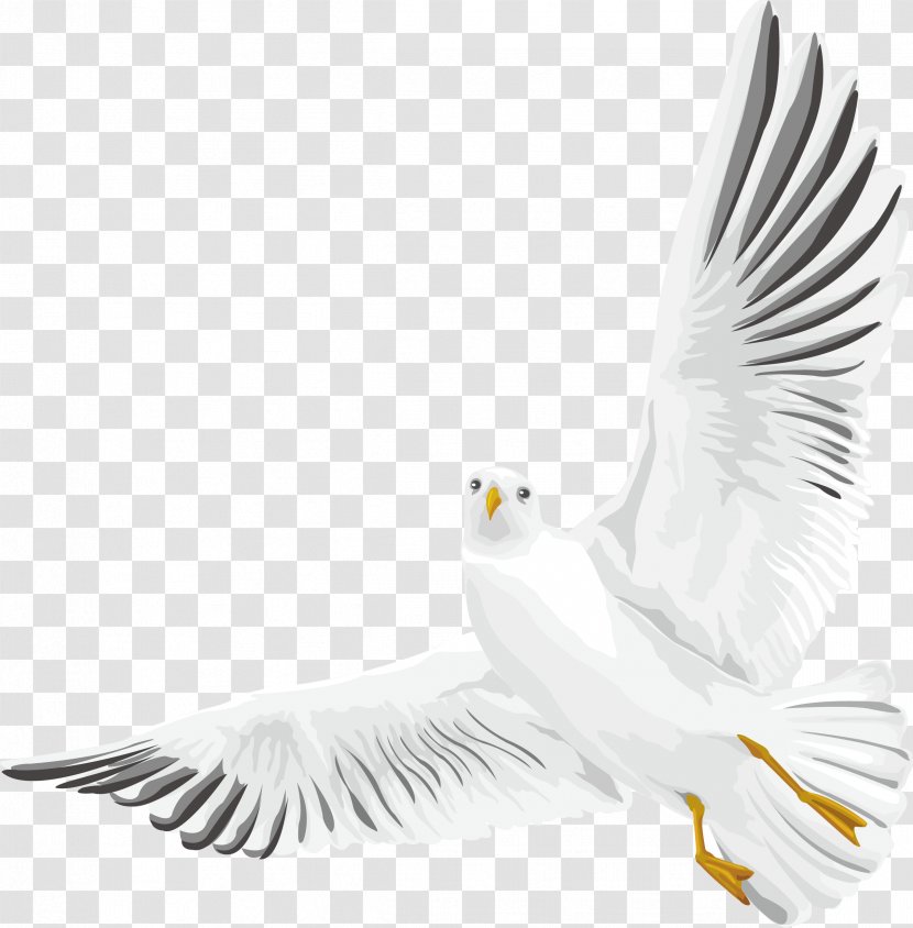 Rock Dove Columbidae Bird Euclidean Vector - Hand Painted Wild Goose Decoration Design Transparent PNG