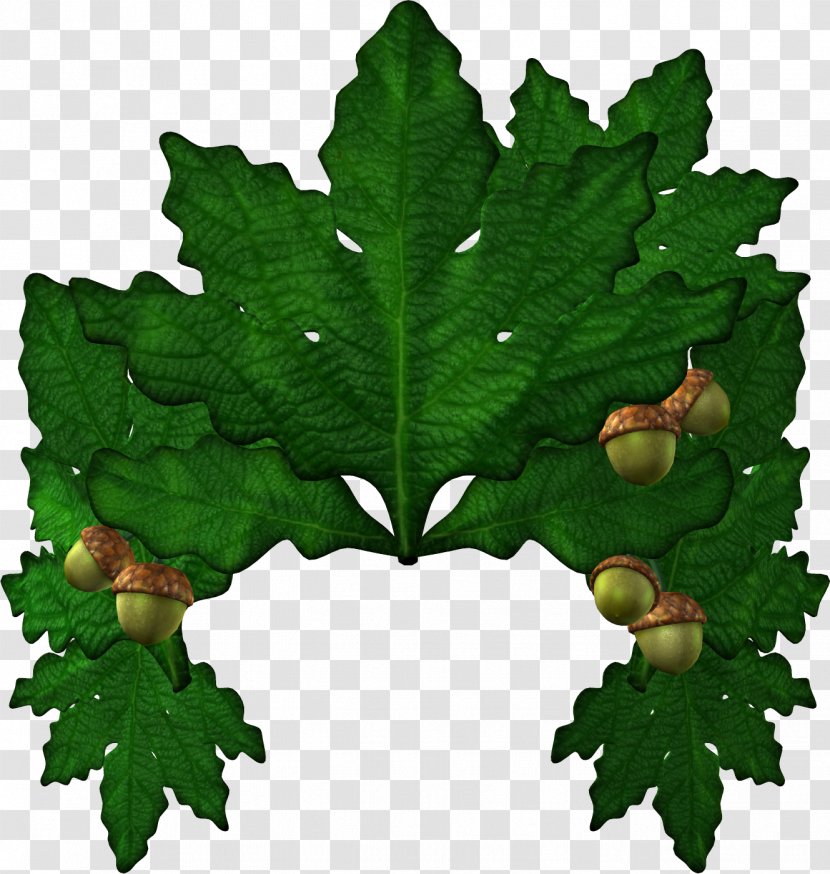 Clip Art Oak Eichenlaub Leaf - Tree Transparent PNG