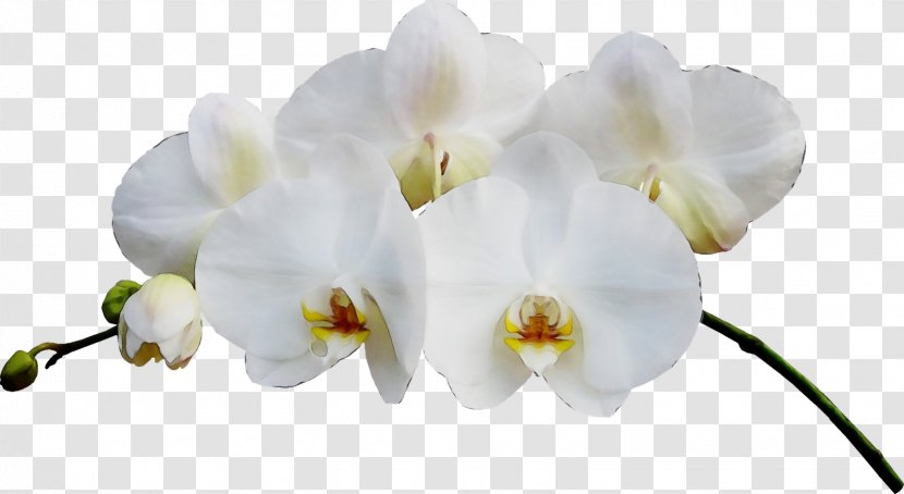 Flower White Moth Orchid Petal Plant - Watercolor - Orchids Of The Philippines Transparent PNG