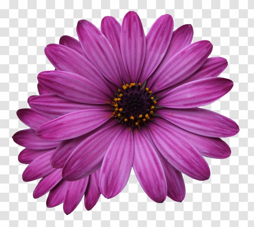 Flowering Plant Flower Petal African Daisy Barberton - Pink Transparent PNG