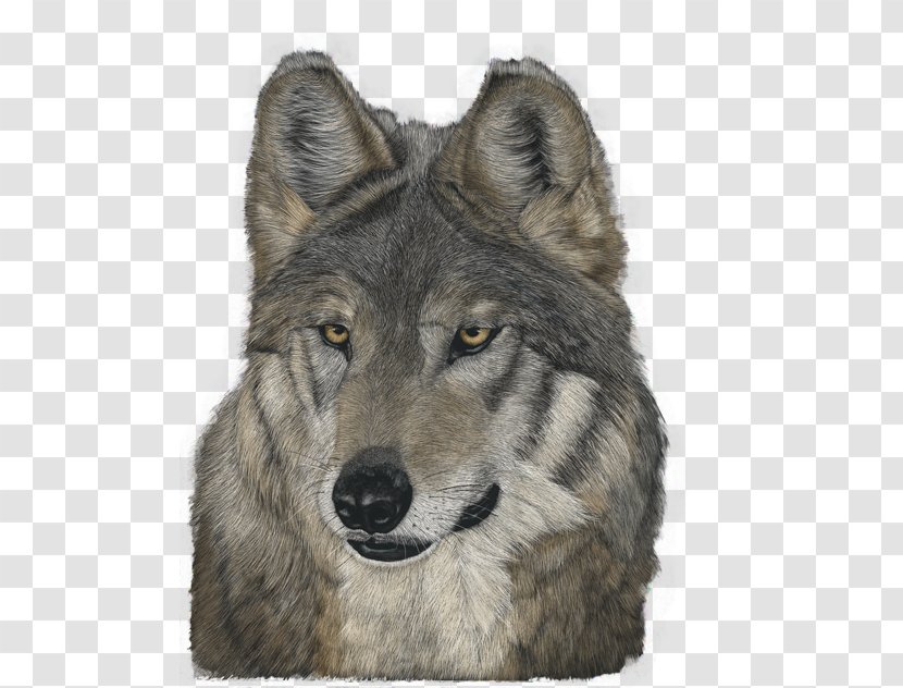 Saarloos Wolfdog Czechoslovakian Tamaskan Dog Kunming Utonagan - Like Mammal - GREY Wolf Transparent PNG