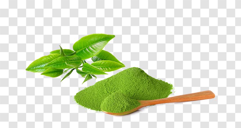 Matcha Green Tea Plant Ice Cream Transparent PNG