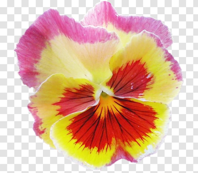 Pansy Annual Plant Herbaceous - Yellow - Flower Transparent PNG