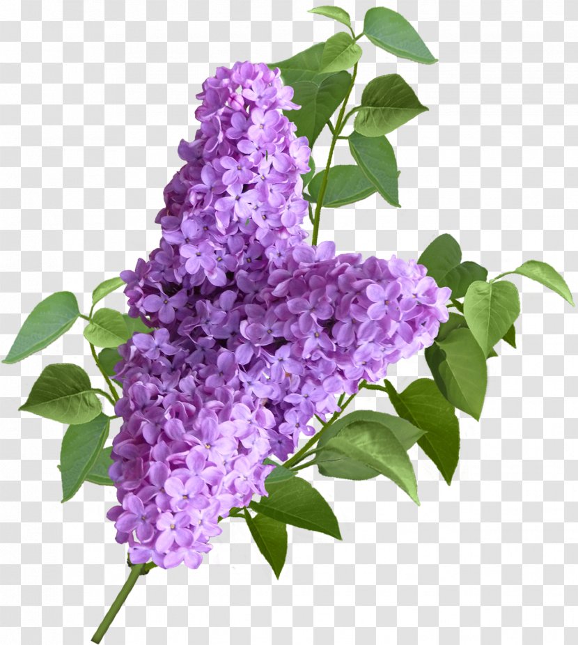 Lavender Shrub Common Lilac Transparent PNG