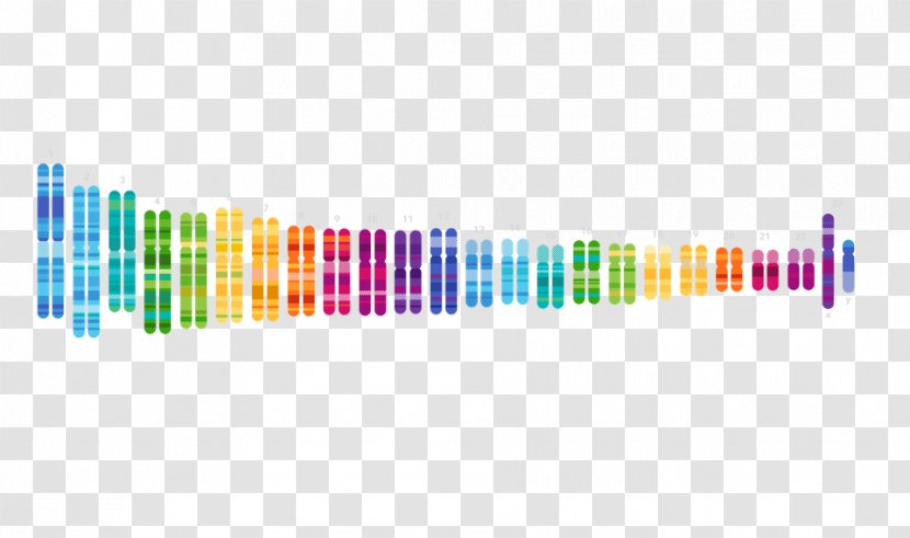 Human Genome Project 23andMe Genetic Testing Genetics Genealogy - Dna Transparent PNG