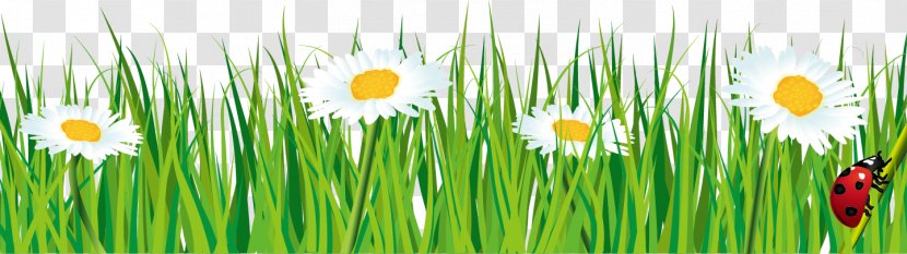 Euclidean Vector Ecology Nature Chemical Element - Flowers And Plants Transparent PNG