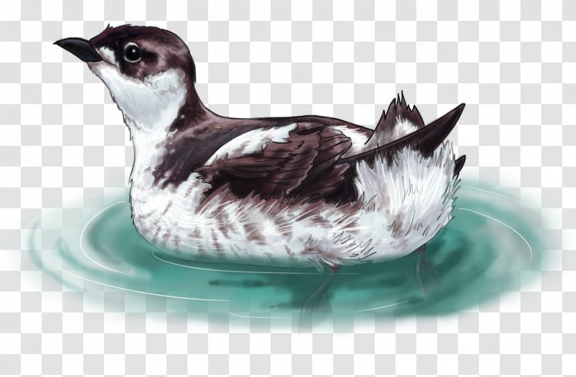 Bird Marbled Murrelet Drawing Ancient - Flightless - Harbor Seal Transparent PNG