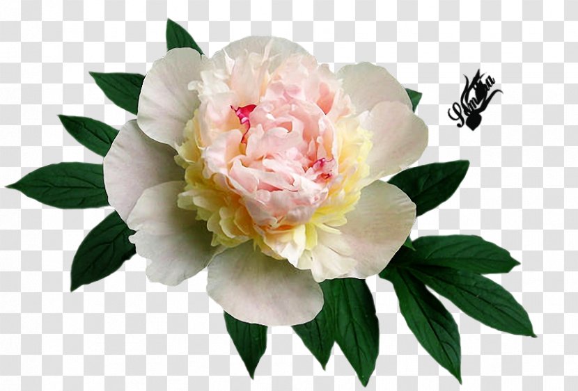 Cabbage Rose Peony Cut Flowers Yandex Яндекс.Фотки Transparent PNG