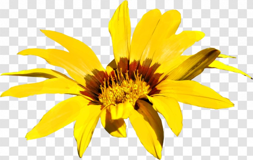 Common Sunflower Chamomile Image File Formats - Flowering Plant - Flower Transparent PNG